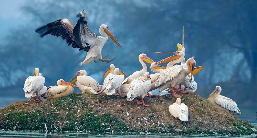 Keoladeo Ghana National Park - Bharatpur birds