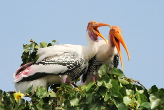 About Bharatpur