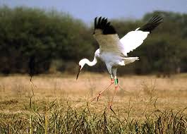 About Bharatpur
